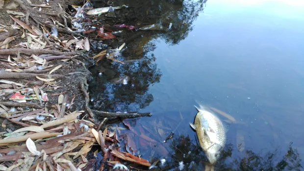 Los peces muertos son visibles en el tramo urbano del río