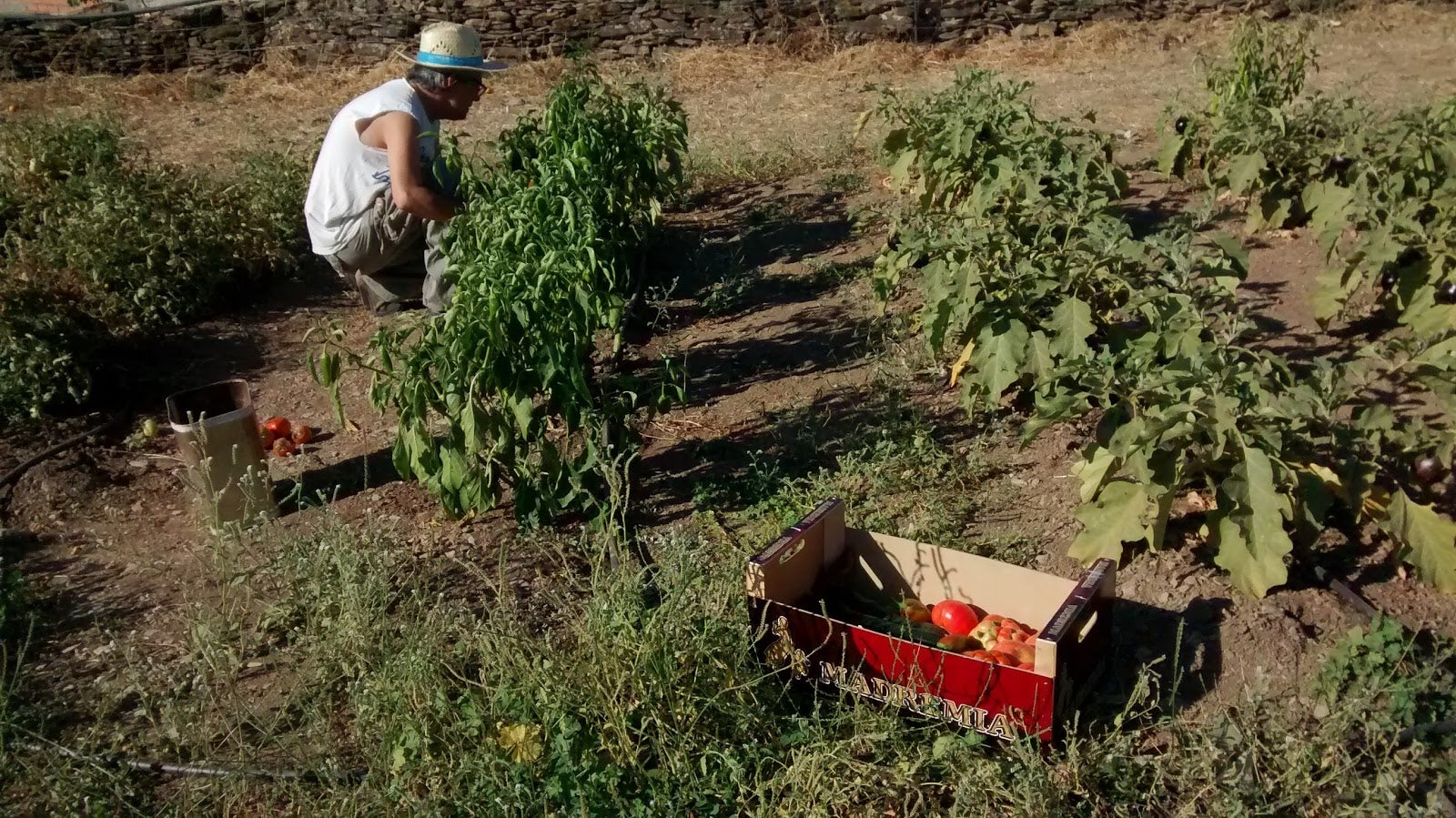 Una de las personas que participan en el proyecto, plantando en la huerta