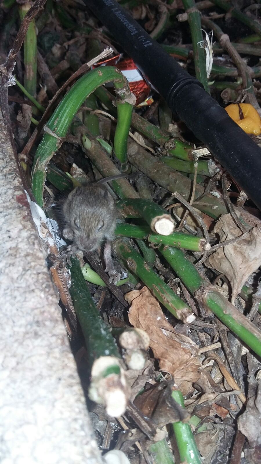 Detectan ratones en dos hospitales de Huelva