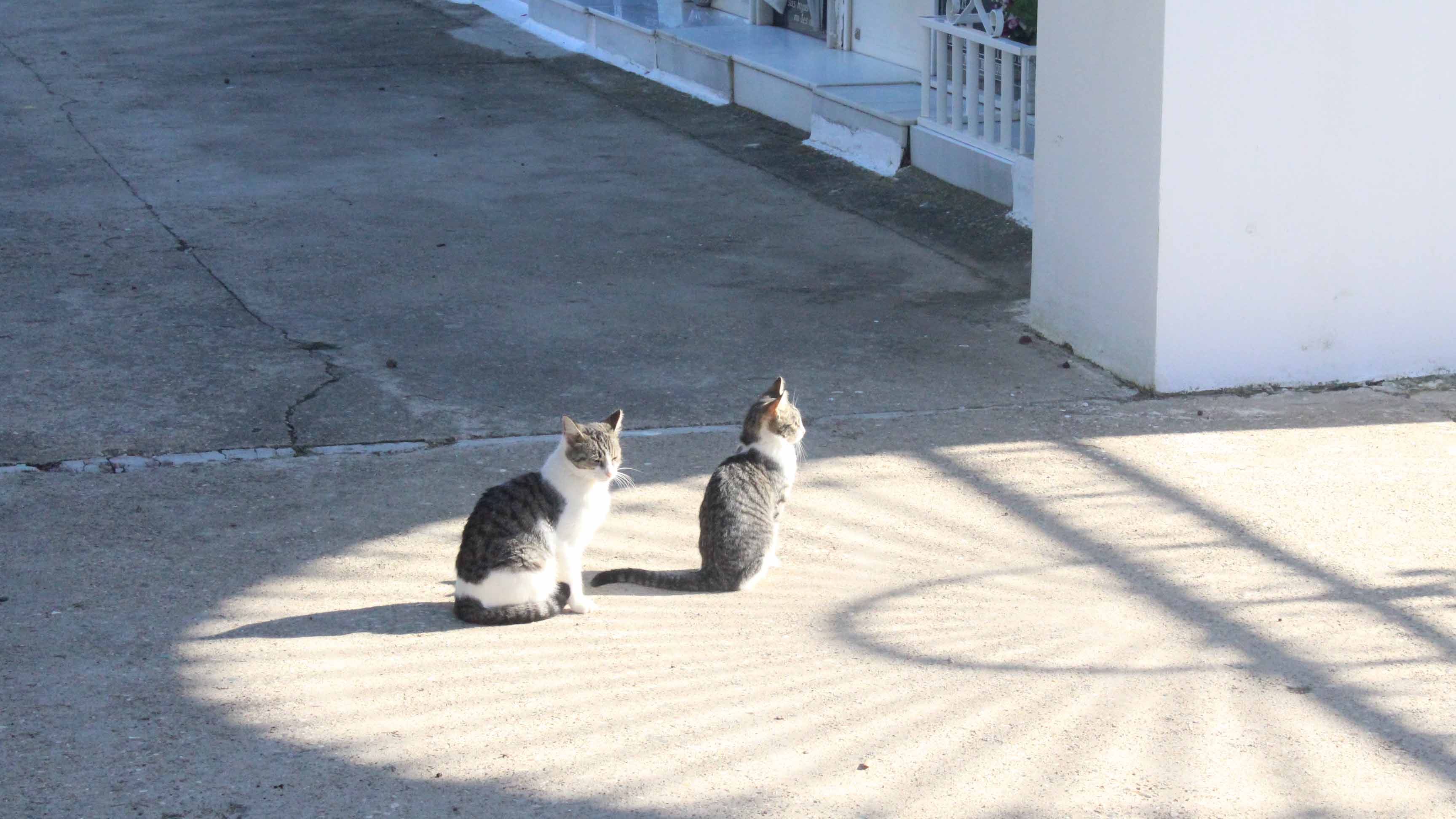 Los gatos están presentes en muchas zonas de Utrera