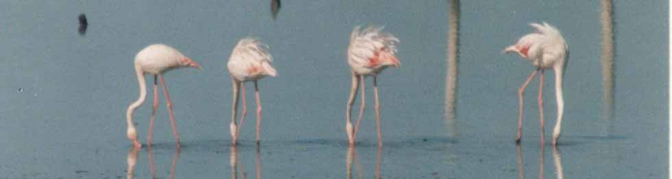 El espectáculo de los flamencos en la laguna de Zarracatín