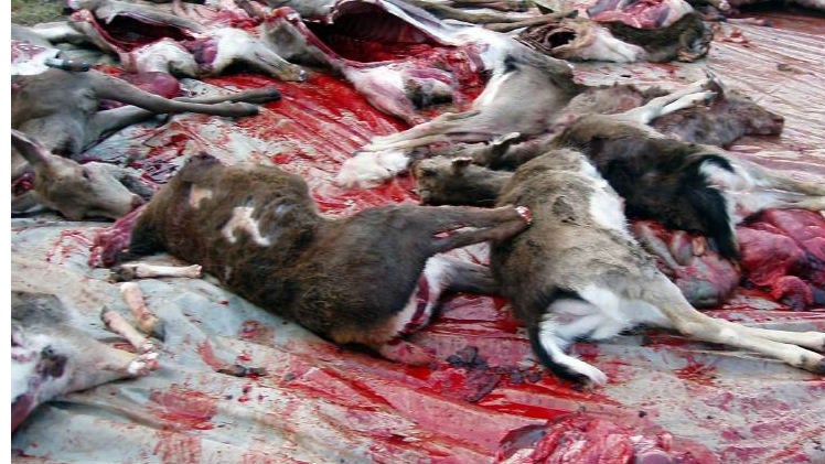 Esparcen ciervos decapitados por un paraje de Cazorla tras una montería cuestionada por los forestales