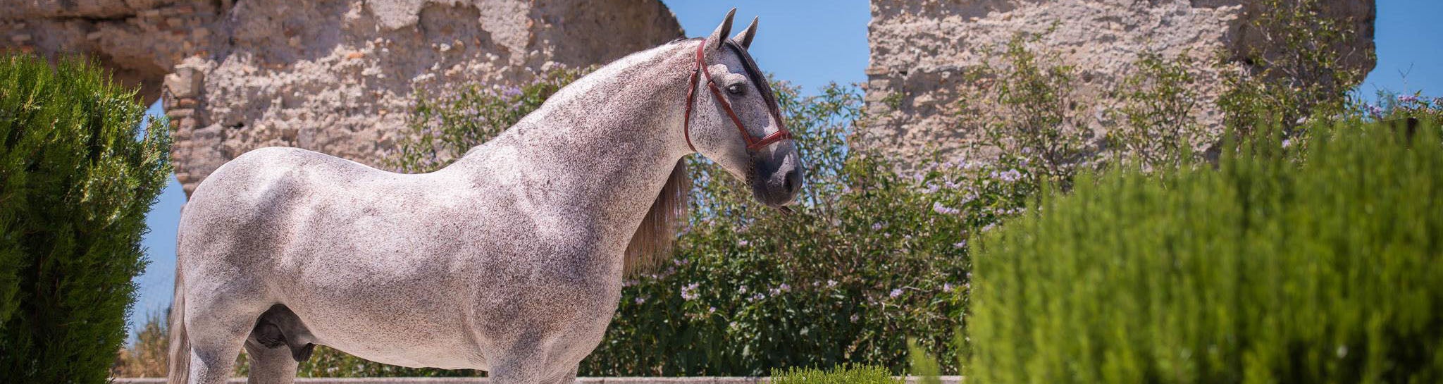 Duque CXIII es uno de los ejemplares de esta yeguada lebrijana