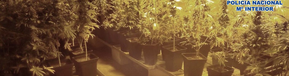 Cultivo de marihuana en el interior de una vivienda