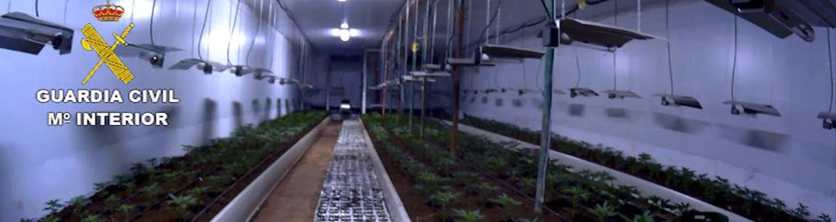 Plantación de droga en el interior de la nave industrial