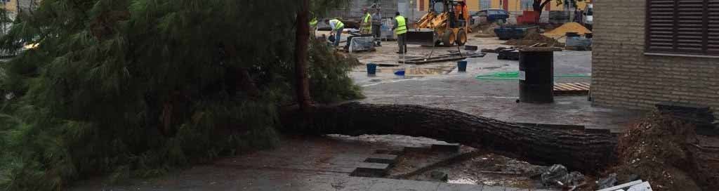 El pino ha caído en la zona de la Glorieta Pío XII