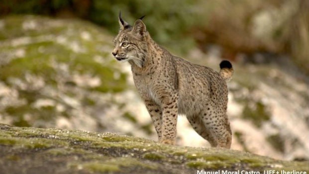 Muere atropellado un lince ibérico adulto en Vilches