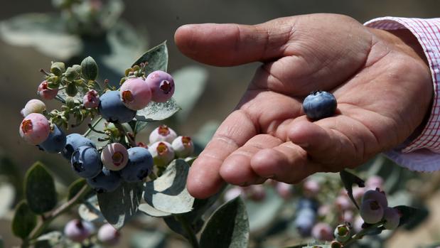 El cultivo será destruido