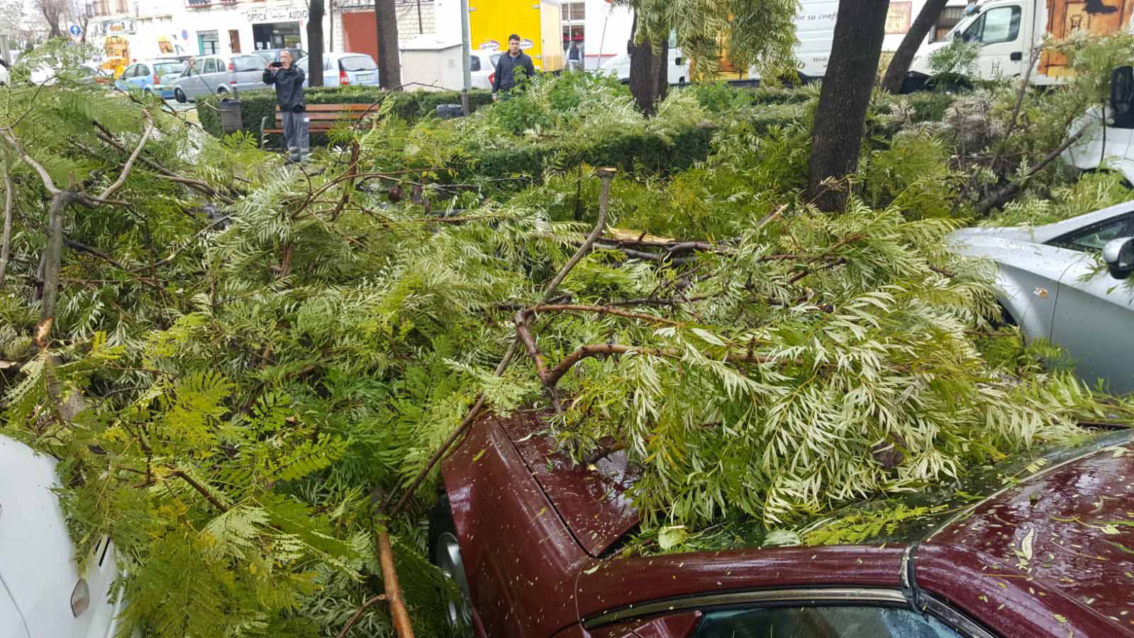 El viento provoca decenas de incidencias en Utrera