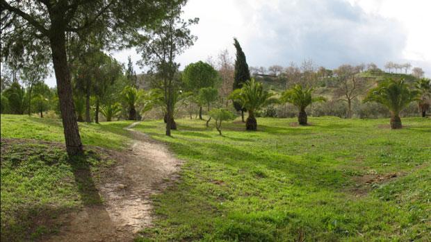 Roban 36 cipreses de un parque público de El Viso del Alcor