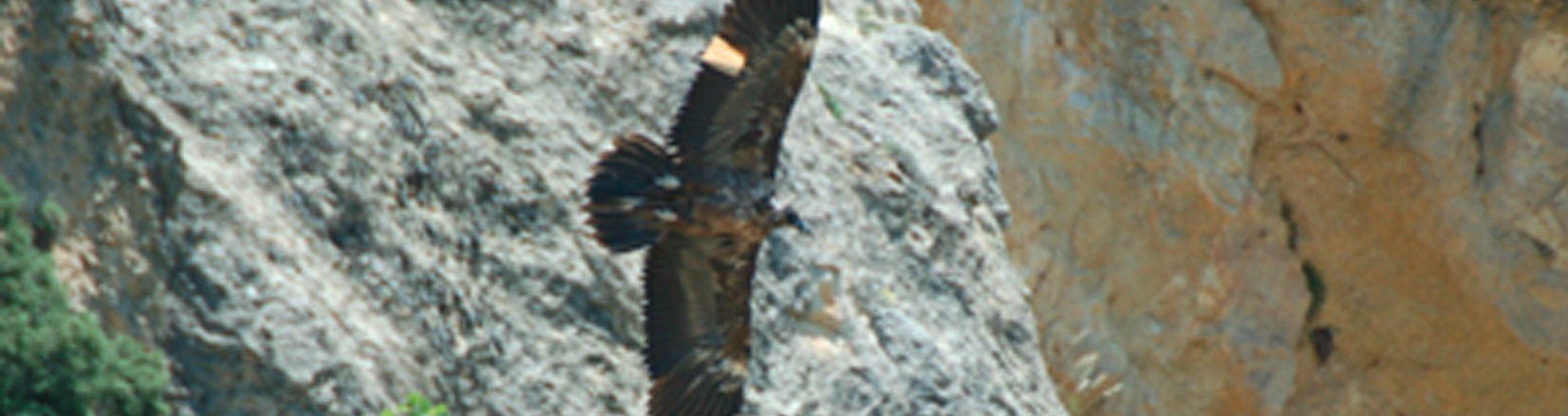 Quebrantahuesos liberado en el parque natural de Cazorla, Segura y Las Villas