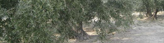 La inspección no ha detectado ningún caso de xylella en los olivares andaluces