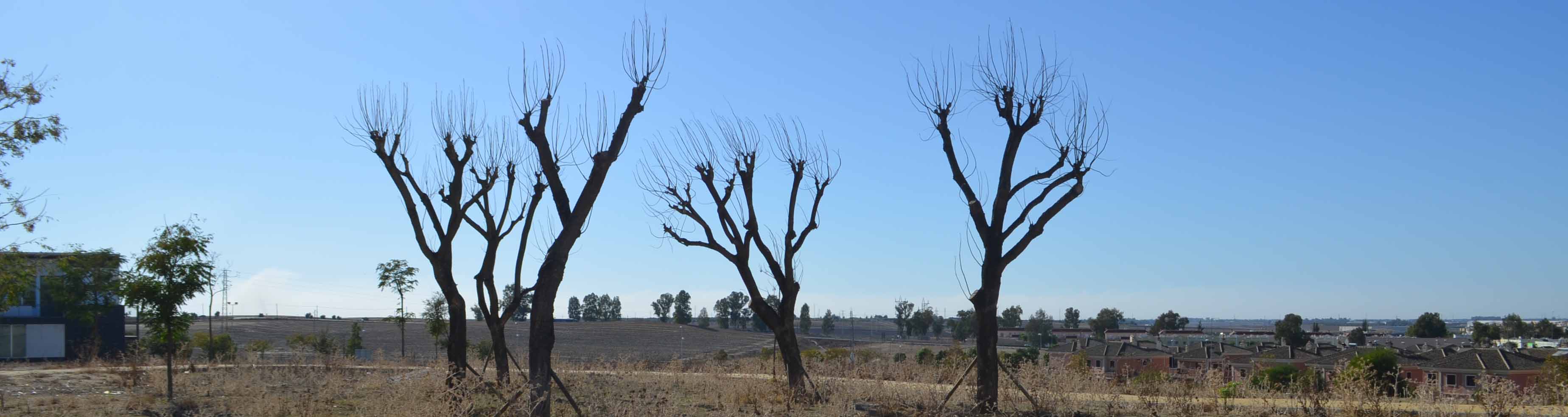 En los últimos años han desaparecido muchos árboles del casco urbano de Utrera
