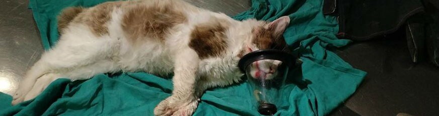 El gato ha sido curado de sus heridas en una clínica veterinaria de Jaén
