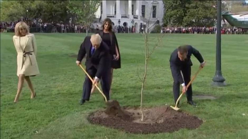 El misterio del árbol desaparecido