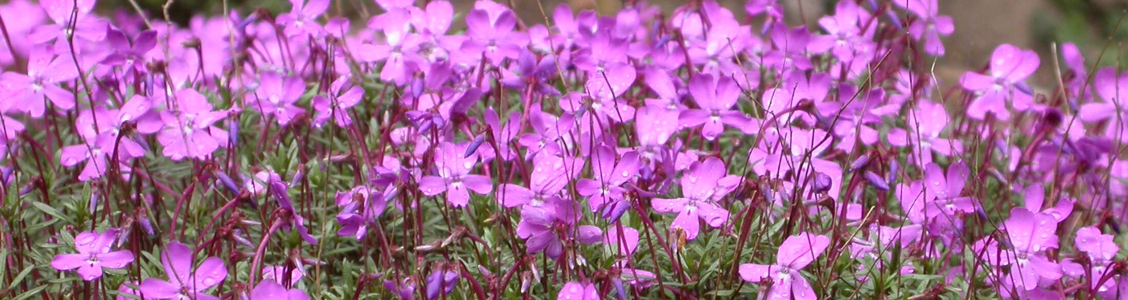 Floración de violetas endémicas en el parque natural de Cazorla, Segura y Las Villas