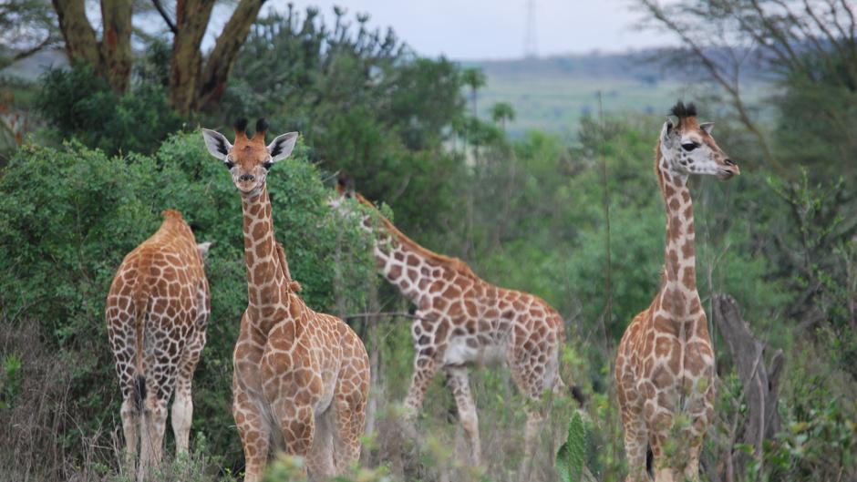 Las jirafas vuelven a sorprender a los científicos