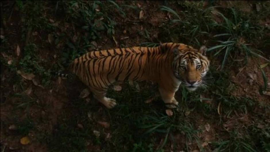 "The Lion's Share": Nueva iniciativa para proteger la vida salvaje