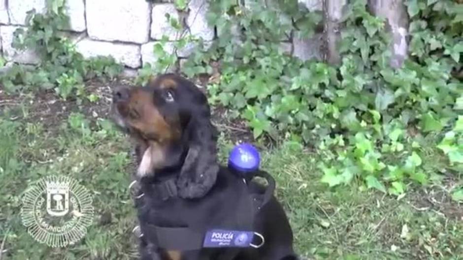 Poncho, el perro que se hizo famoso por intentar reanimar a su instructor, también anima a la selección