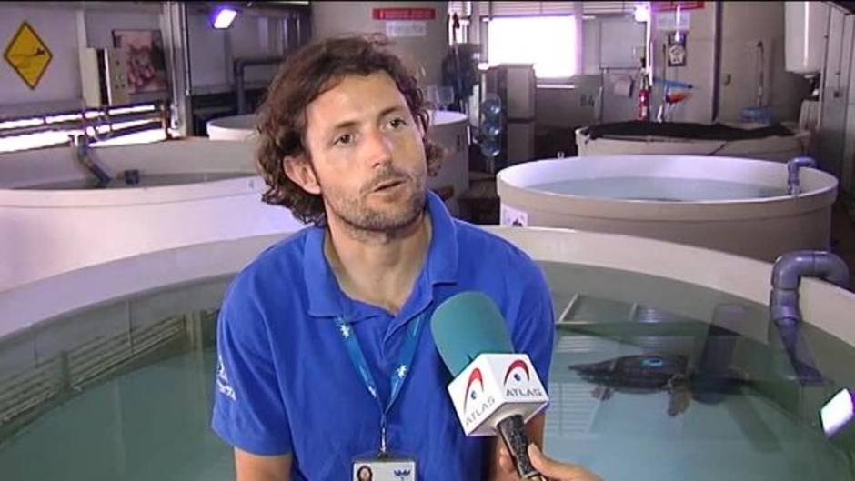 Una tortuga boba se acerca a la playa de Benicassim para desovar