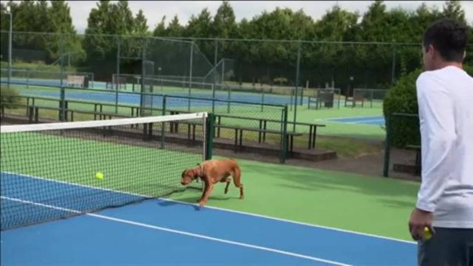 Los perros recogepelotas llegan al tenis