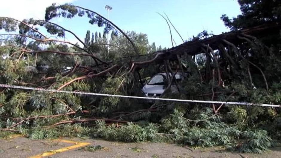 Cinco heridos por la caída de un árbol en la Universidad de Navarra