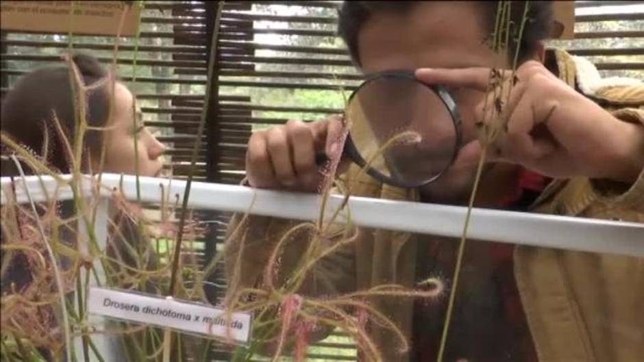 Las plantas carnívoras toman Bogotá