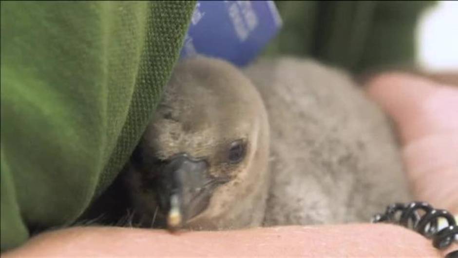 Una cría de pingüino nace prematuramente en el Zoológico de Londres