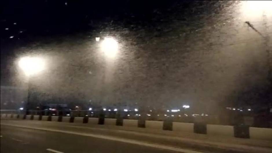 Impresionantes nubes de insectos cubren las farolas de la ciudad bielorrusa de Vítebsk