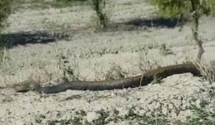 Vídeo: una descomunal serpiente sobresalta a un agricultor en la localidad de Castalla