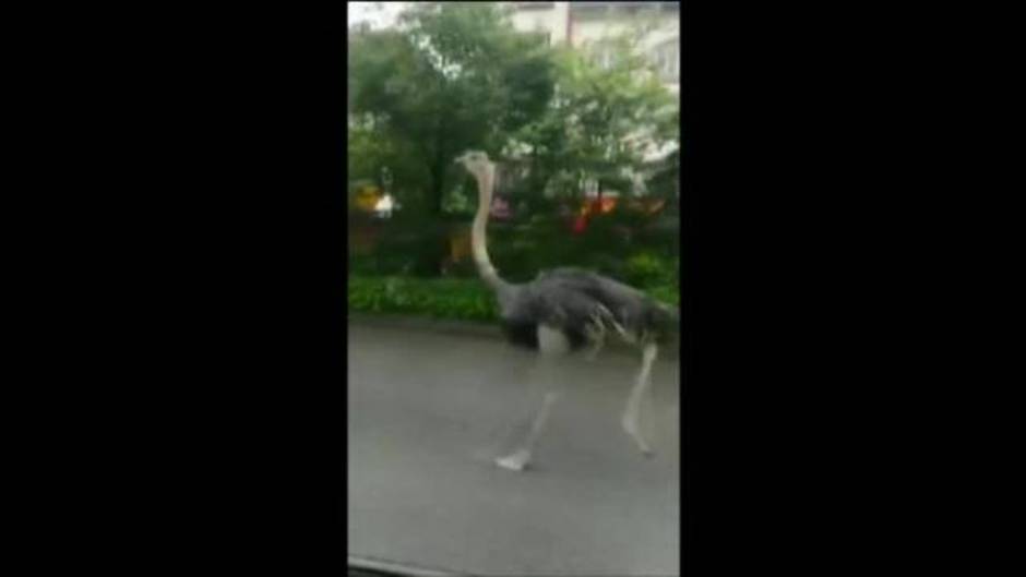 Un avestruz se escapa y causa el asombro en China