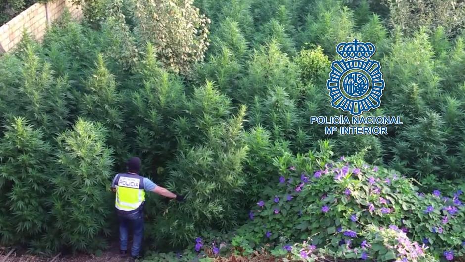 Un «bosque» de marihuana en plena Dos Hermanas
