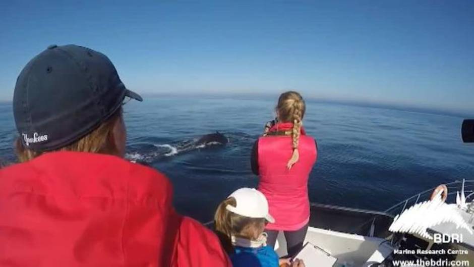 El festín de los delfines en aguas gallegas