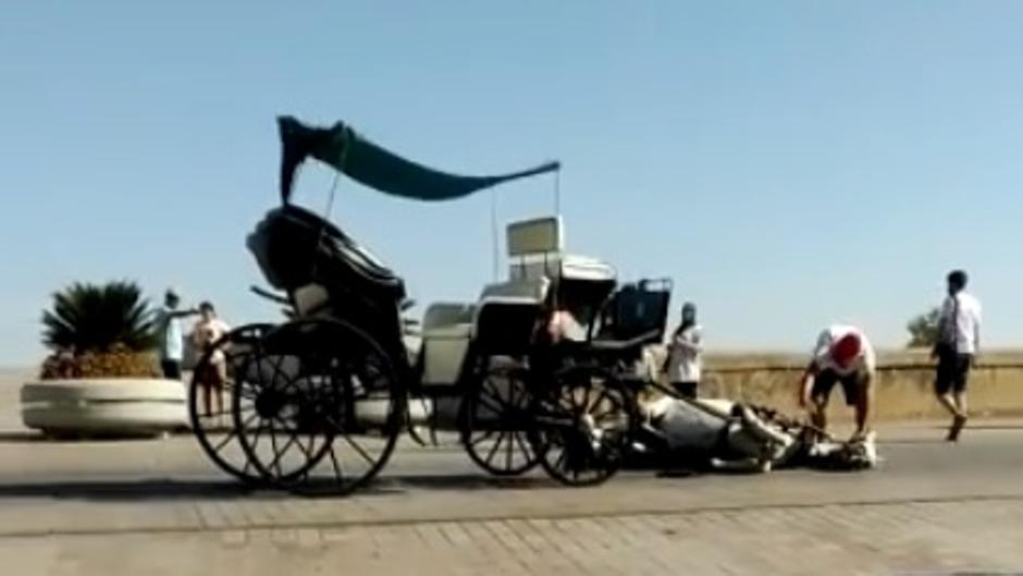 Un caballo se desploma por un golpe de calor en el Puente Romano de Córdoba