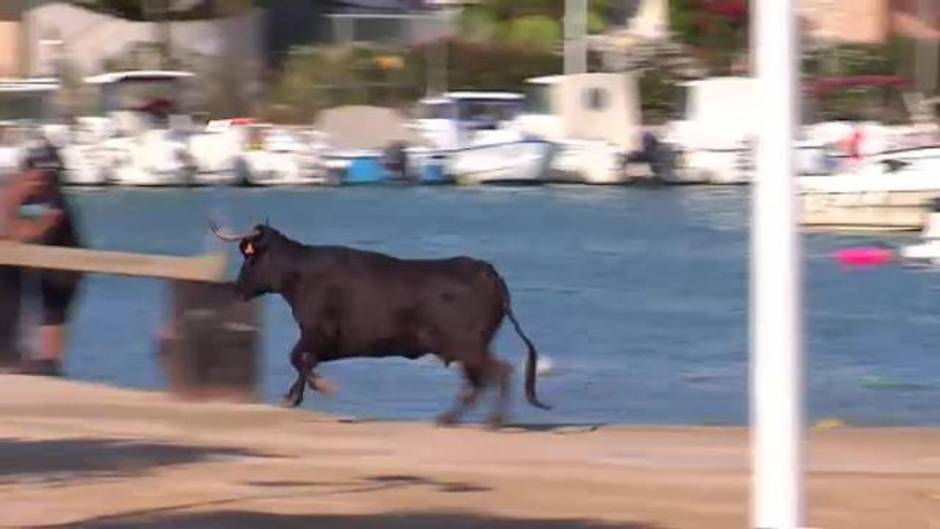 La popular fiesta de Bous a la Mar en Benicarló vuelve a despertar polémica