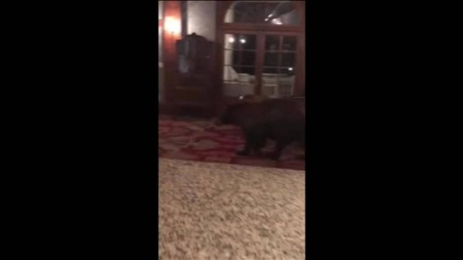 Un oso se pasea por la recepción de un hotel en Colorado