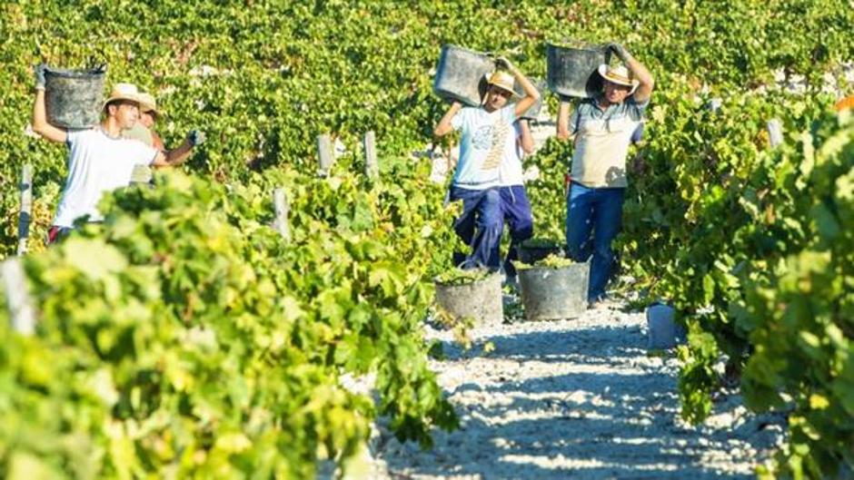 La vendimia en Jerez alcanza ya los diez millones de kilos de uvas recogidas