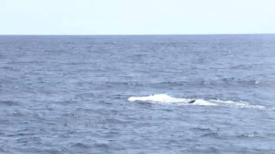 Ballena a la vista