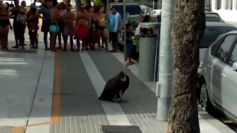 Aparece un buitre en La Caleta