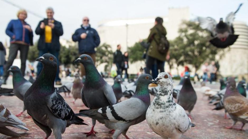 Un grupo de científicos estudian el comportamiento de las palomas durante su vuelo