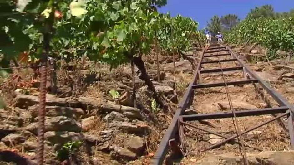 La denominación de origen Ribeira Sacra sacará al mercado cinco millones de botellas