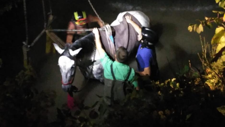 Rescate con grúa de un caballo que se cayó a un pozo en Ayora