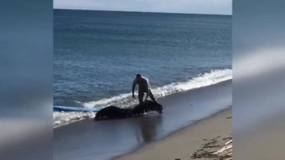 Un surfista rescata a un buitre de morir ahogado en una playa de Cádiz