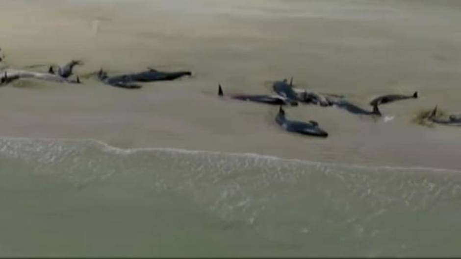 150 ballenas aparecen muertas en una playa de Nueva Zelanda