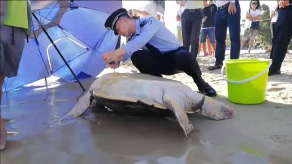 Rescatan a una tortuga marina varada en una playa de China