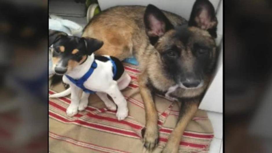 Investigan si la joven asesinada en Guadalajara sufrió un intento de agresión sexual