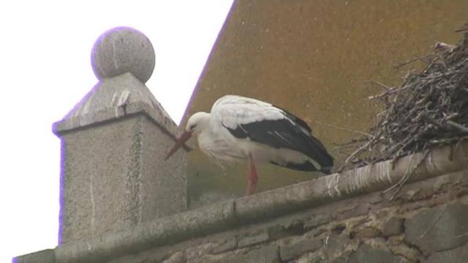 Vuelven las cigüeñas a Malpartida