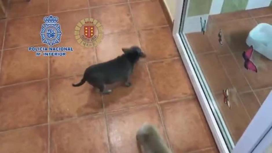 Rescatados doce chihuahuas de un criadero ilegal