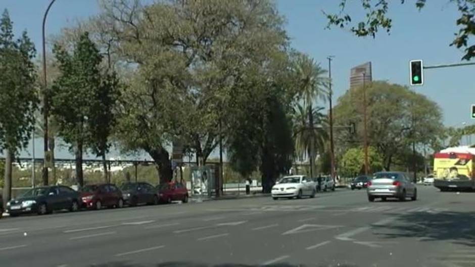 La ausencia de lluvias, un respiro para los alérgicos al polen de las gramíneas