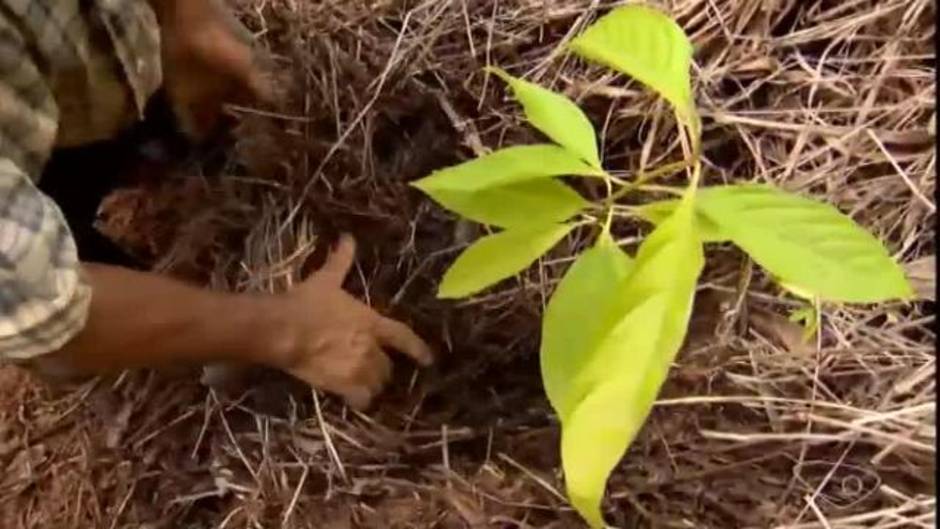 Sebastião Salgado y Lélia Wanick logran reforestar un bosque en Brasil